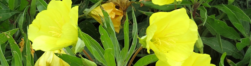 Oenothera banner